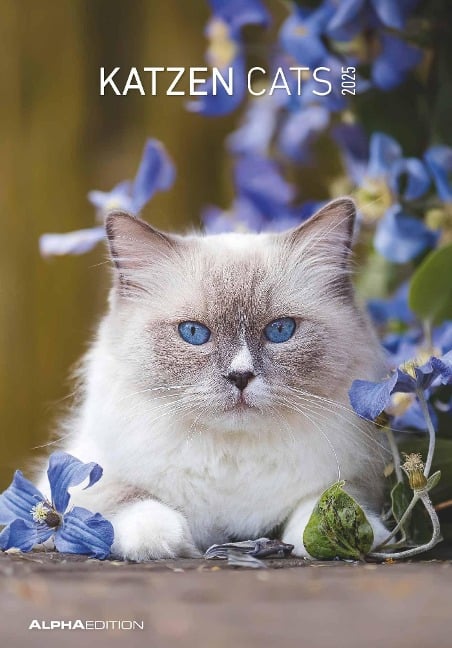 Katzen 2025 - Bildkalender 23,7x34 cm - Kalender mit Platz für Notizen - mit vielen Zusatzinformationen - Cats - Wandkalender - Alpha Edition - 