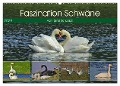 Faszination Schwäne (Wandkalender 2024 DIN A2 quer), CALVENDO Monatskalender - René Schaack