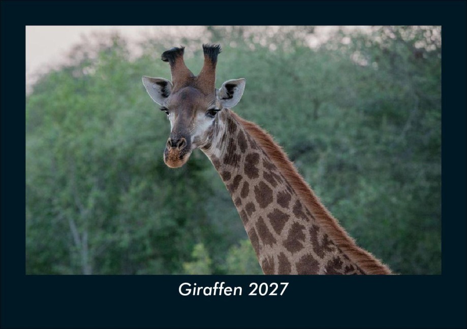 Giraffen 2027 Fotokalender DIN A5 - Tobias Schmitt, Kevin Heber