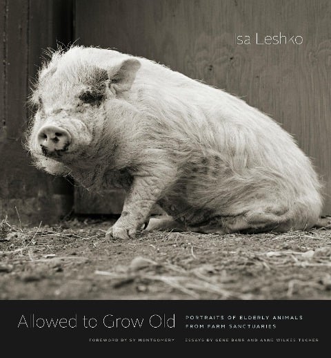 Allowed to Grow Old - Leshko Isa Leshko
