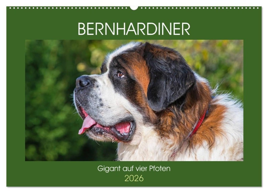 Bernhardiner - Gigant auf vier Pfoten (Wandkalender 2026 DIN A2 quer), CALVENDO Monatskalender - Sigrid Starick