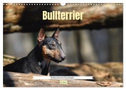 Cover-Bild zum Titel 'Bullterrier, liebenswerte Sturköpfe (Wandkalender 2026 DIN A3 quer), CALVENDO Monatskalender' von 'Yvonne Janetzek'