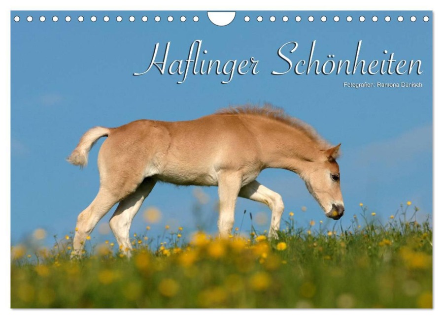 Haflinger Schönheiten (Wandkalender 2025 DIN A4 quer), CALVENDO Monatskalender - Ramona Dünisch - Www. Ramona-Duenisch. De