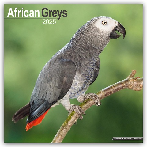African Greys - Graupapageien 2025 - 16-Monatskalender - Avonside Publishing Ltd
