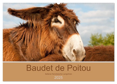 Baudet de Poitou - Seltene französische Langohren (Wandkalender 2025 DIN A2 quer), CALVENDO Monatskalender - Meike Bölts