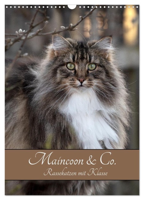 Maincoon & Co. - Rassekatzen mit Klasse (Wandkalender 2027 DIN A3 hoch), CALVENDO Monatskalender - Stephanie Kohrt