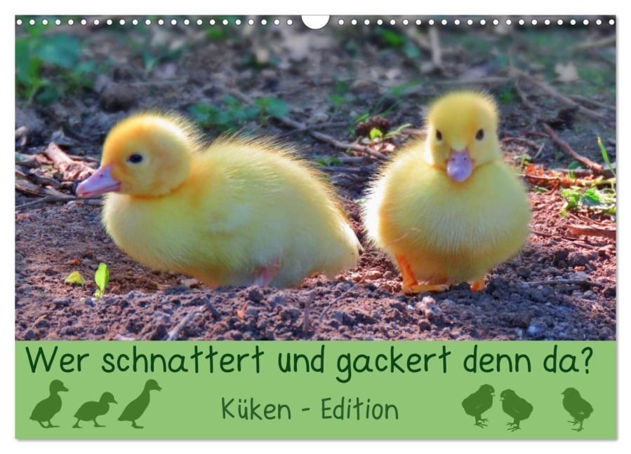 Wer schnattert und gackert denn da? - Küken-Edition (Wandkalender 2026 DIN A3 quer), CALVENDO Monatskalender - Sabine Löwer