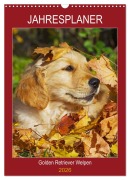 Cover-Bild zum Titel 'Jahresplaner Golden Retriever Welpen (Wandkalender 2026 DIN A3 hoch), CALVENDO Monatskalender' von 'Sigrid Starick'