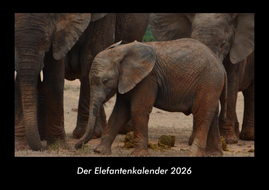 Der Elefantenkalender 2026 Fotokalender DIN A3 - Tobias Becker
