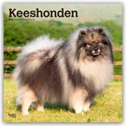 Keeshonden - Wolfsspitz 2026 - 16-Monatskalender - Browntrout Publishers