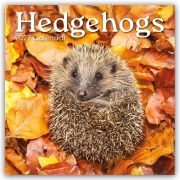 Cover-Bild zum Titel 'Hedgehogs - Igel 2027 - 16-Monatskalender' von 'The Gifted'