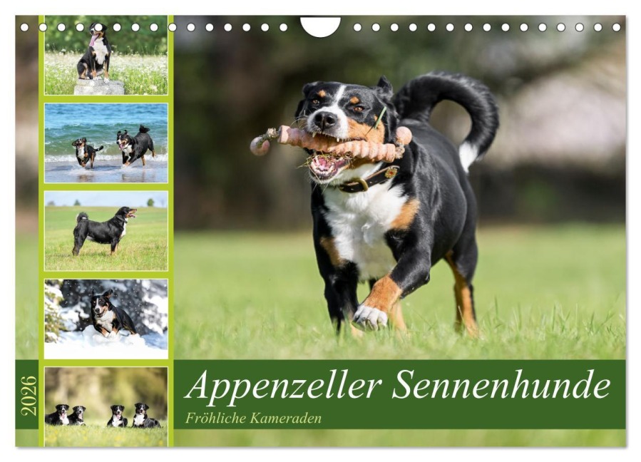 Appenzeller Sennenhunde - Fröhliche Kameraden (Wandkalender 2026 DIN A4 quer), CALVENDO Monatskalender - Jana K. Fotografie