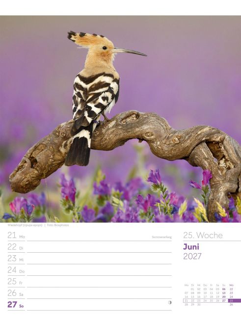InsideView 29