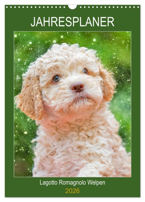 Jahresplaner Lagotto Romagnolo Welpen (Wandkalender 2026 DIN A3 hoch), CALVENDO Monatskalender - Sigrid Starick