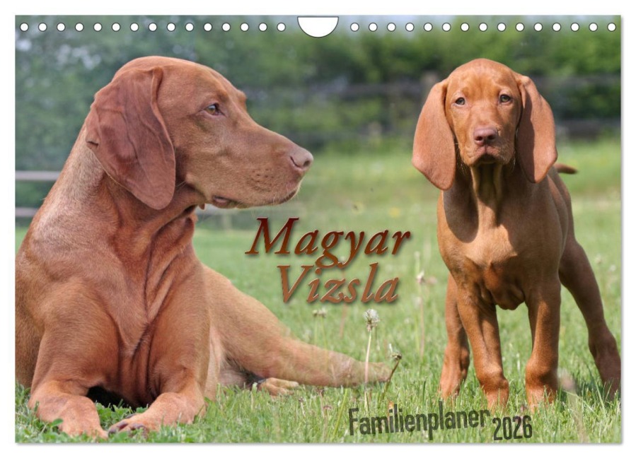 Familienplaner - Magyar Vizsla (Wandkalender 2026 DIN A4 quer), CALVENDO Monatskalender - Barbara Mielewczyk