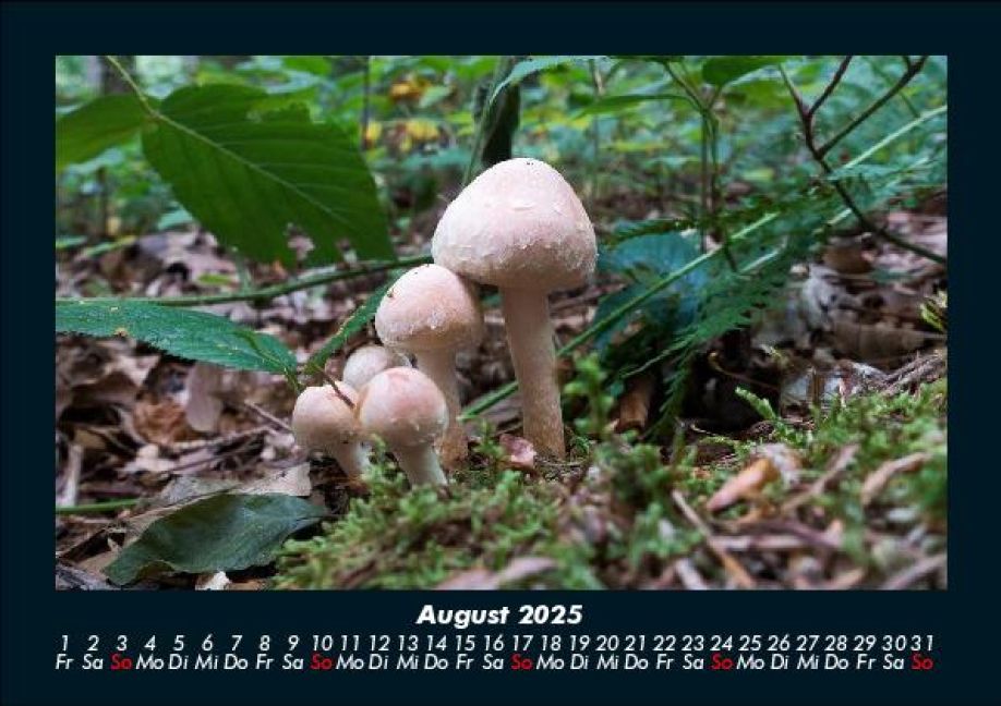InsideView 12