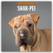 Shar-Pei - Chinesischer Faltenhund 2026 - 16-Monatskalender - Robin Red