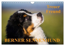 Treuer Freund Berner Sennenhund (Wandkalender 2026 DIN A4 quer), CALVENDO Monatskalender - Sigrid Starick