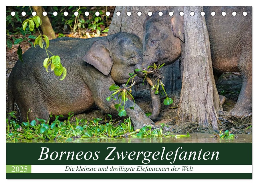 Borneos Zwergelefanten (Tischkalender 2025 DIN A5 quer), CALVENDO Monatskalender - Arne Wünsche
