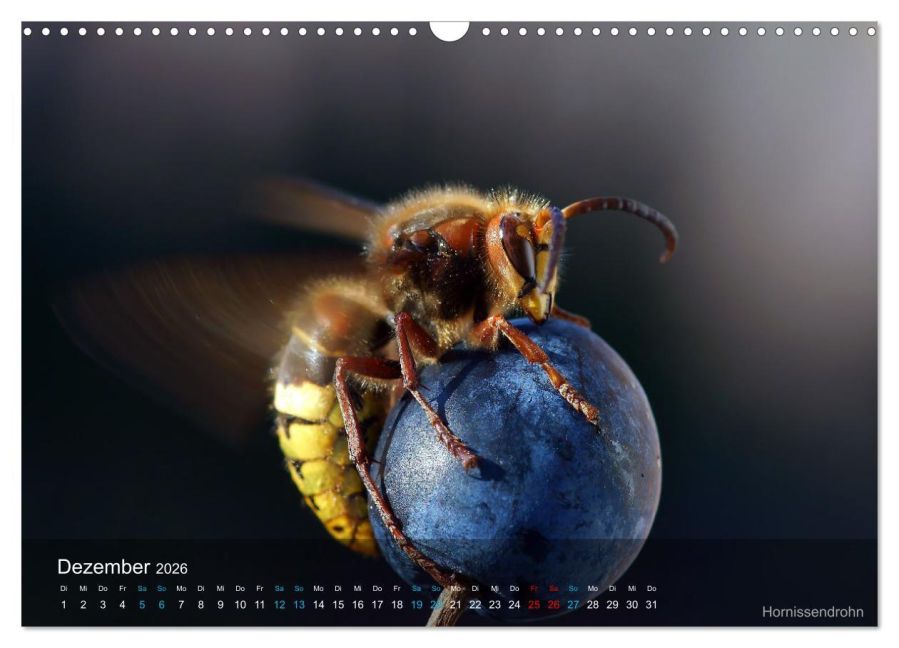 InsideView 4