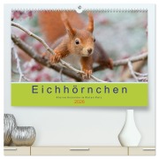Cover-Bild zum Titel 'Eichhörnchen - Kleine Kobolde im Roten Pelz (hochwertiger Premium Wandkalender 2026 DIN A2 quer), Kunstdruck in Hochglanz' von 'Margret Brackhan'