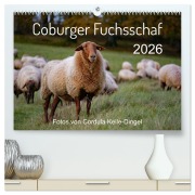Coburger Fuchsschaf (hochwertiger Premium Wandkalender 2026 DIN A2 quer), Kunstdruck in Hochglanz - Cordula Kelle-Dingel