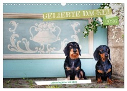 Cover-Bild zum Titel 'Geliebte Dackel (Wandkalender 2026 DIN A3 quer), CALVENDO Monatskalender' von 'Ulrike Köser'