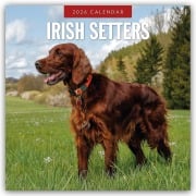 Irish Setters - Irischer Setter 2026 - 16-Monatskalender - Robin Red