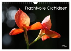 Cover-Bild zum Titel 'Prachtvolle Orchideen (Wandkalender 2026 DIN A4 quer), CALVENDO Monatskalender' von 'SchnelleWelten SchnelleWelten'