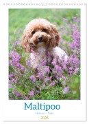 Cover-Bild zum Titel 'Maltipoo - Malteser - Pudel 2026 (Wandkalender 2026 DIN A3 hoch), CALVENDO Monatskalender' von 'Heidi Bollich'