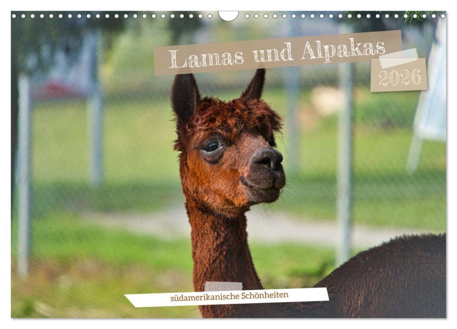 Lamas und Alpakas - südamerikanische Schönheiten (Wandkalender 2026 DIN A3 quer), CALVENDO Monatskalender - Jessica Meisenzahl
