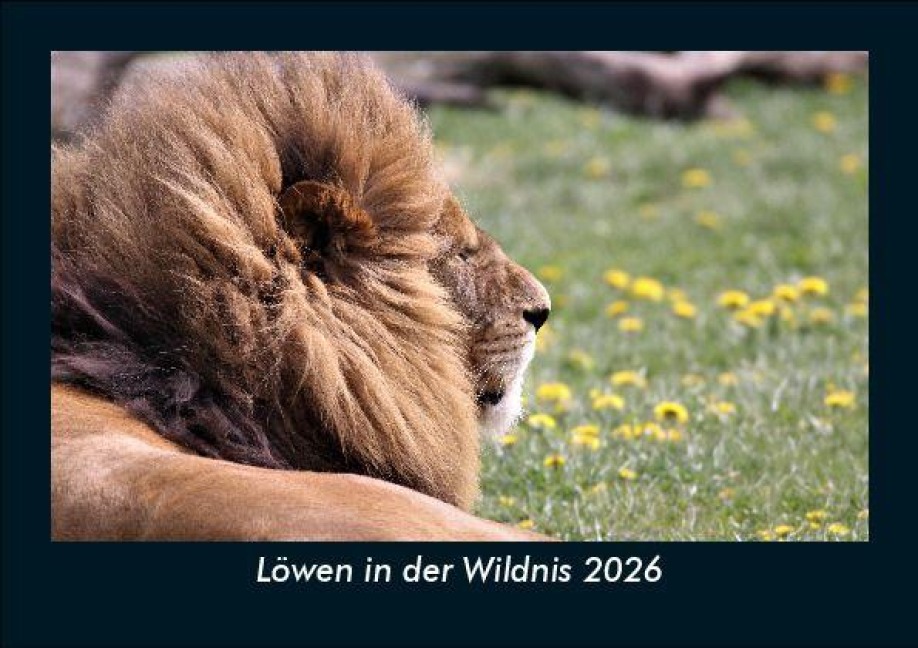 Löwen in der Wildnis 2026 Fotokalender DIN A5 - Tobias Becker