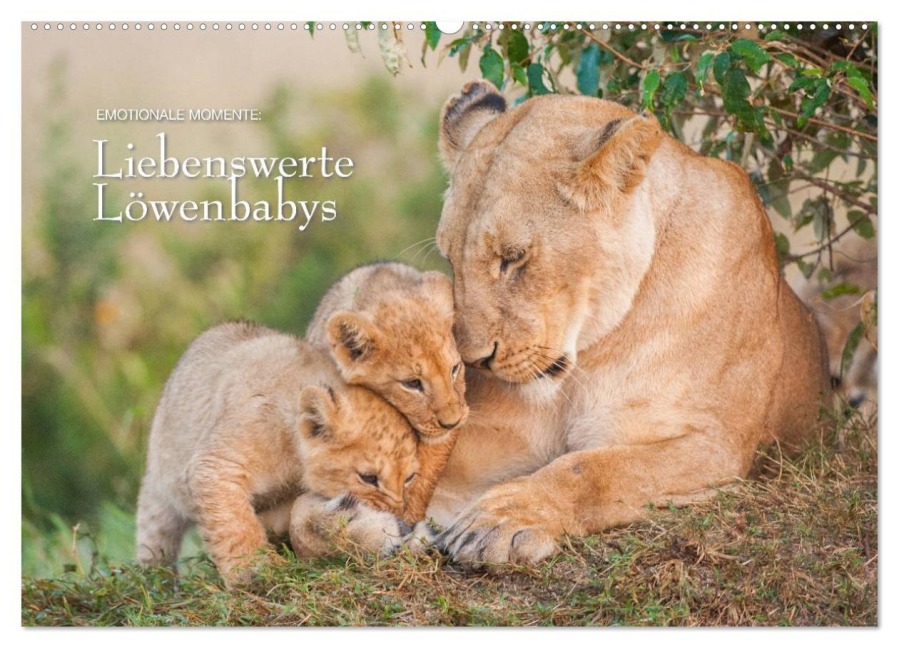 Emotionale Momente: Liebenswerte Löwenbabys / CH-Version (Wandkalender 2026 DIN A2 quer), CALVENDO Monatskalender - Ingo Gerlach GDT