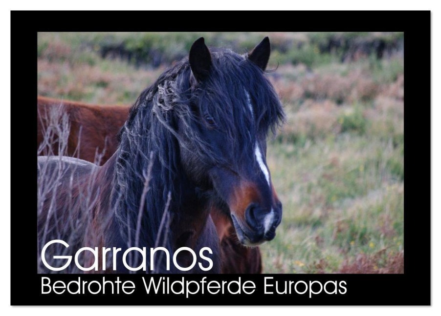 Garranos - Bedrohte Wildpferde Europas (Tischkalender 2026 DIN A5 quer), CALVENDO Monatskalender - Sabine Bengtsson/Www. Perlenfaenger. Com