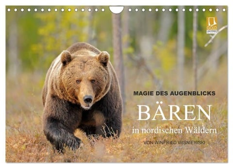 Magie des Augenblicks - Bären in nordischen Wäldern (Wandkalender 2024 DIN A4 quer), CALVENDO Monatskalender - Winfried Wisniewski