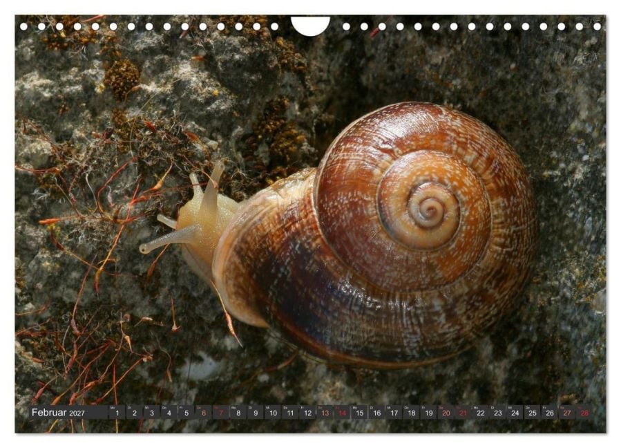 InsideView 7
