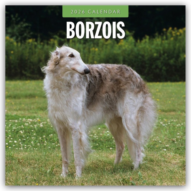 Borzois - Barsoi - Barzaia - Russischer Wolfshund 2026 - 16-Monatskalender - Robin Red
