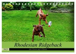 Rhodesian Ridgeback ein Clown auf 4 Pfoten (Tischkalender 2025 DIN A5 quer), CALVENDO Monatskalender - Dagmar Behrens