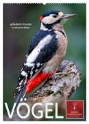 Cover-Bild zum Titel 'Vögel - gefiederte Freunde in unserer Natur (Wandkalender 2027 DIN A2 hoch), CALVENDO Monatskalender' von 'Peter Roder'