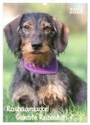 Cover-Bild zum Titel 'Geliebte Rabauken - Rauhaardackel (Wandkalender 2026 DIN A3 hoch), CALVENDO Monatskalender' von 'Barbara Mielewczyk'