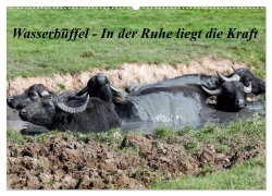Wasserbüffel - In der Ruhe liegt die Kraft (Wandkalender 2026 DIN A2 quer), CALVENDO Monatskalender - Frank Gayde