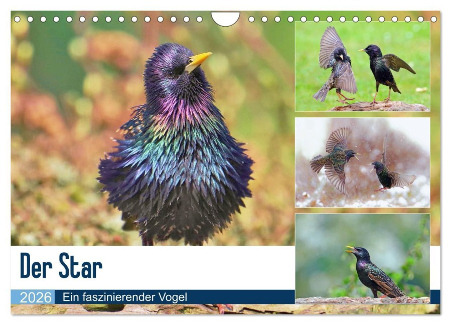 Der Star (Wandkalender 2026 DIN A4 quer), CALVENDO Monatskalender - Lutz Klapp