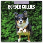 Border Collies - Border Collie 2026 - 16-Monatskalender - Robin Red
