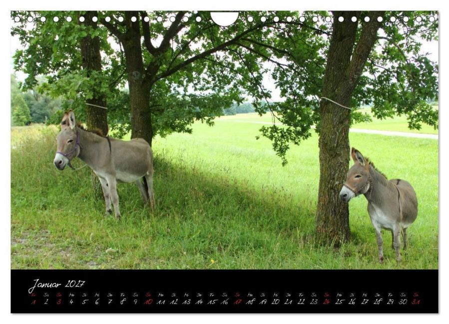 InsideView 6