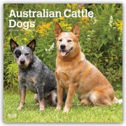 Cover-Bild zum Titel 'Australian Cattle Dogs 2027 - 16-Monatskalender' von 'Browntrout Publishers'