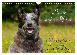 Cover-Bild zum Titel 'Power auf 4 Pfoten. Australian Cattle Dog (Wandkalender 2026 DIN A4 quer), CALVENDO Monatskalender' von 'Sigrid Starick'