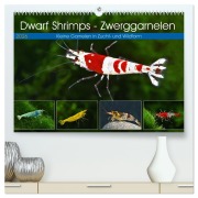 Dwarf Shrimps - Zwerggarnelen (hochwertiger Premium Wandkalender 2026 DIN A2 quer), Kunstdruck in Hochglanz - Rudolf Pohlmann