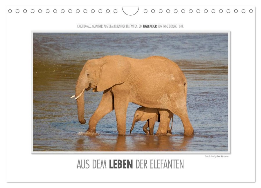 Emotionale Momente: Aus dem Leben der Elefanten. / CH-Version (Wandkalender 2026 DIN A4 quer), CALVENDO Monatskalender - Ingo Gerlach GDT