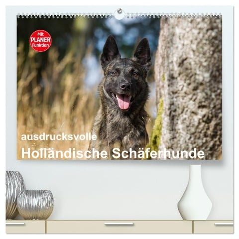 ausdrucksvolle Holländische Schäferhunde (hochwertiger Premium Wandkalender 2025 DIN A2 quer), Kunstdruck in Hochglanz - Fotodesign Verena Scholze