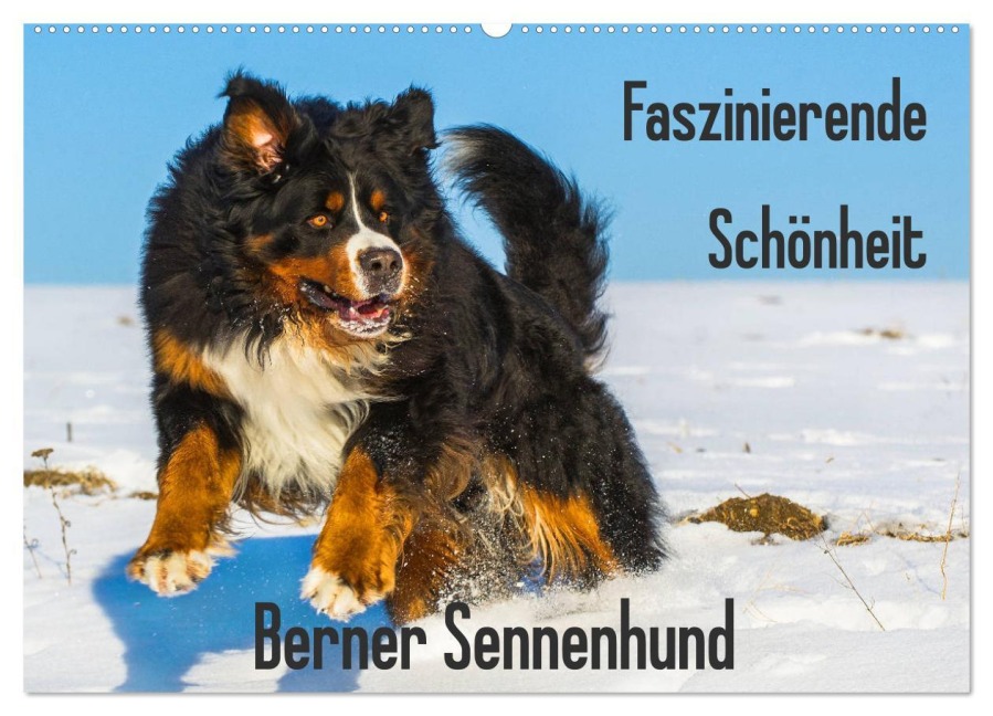 Faszinierende Schönheit Berner Sennenhund (Wandkalender 2026 DIN A2 quer), CALVENDO Monatskalender - Sigrid Starick